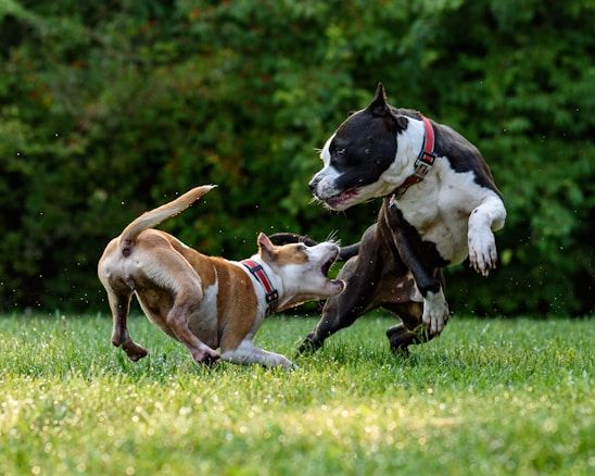2 dogs in a park play fighting